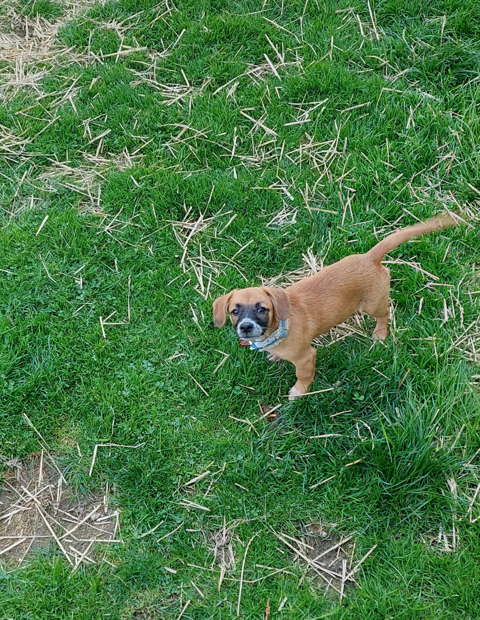 Enlarge Katniss, a ADOPTABLE Mixed Breed in Conesus, NY image 2/2