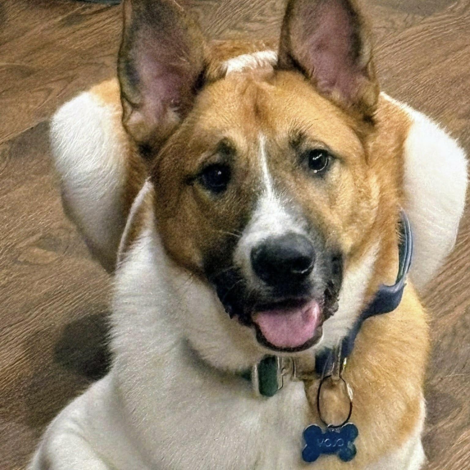 Enlarge Mojo (20241124-02), a Adopted mixed breed in Toronto, ON image 1/6