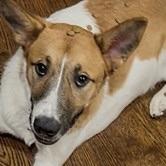 Enlarge Mojo (20241124-02), a Adopted mixed breed in Toronto, ON image 3/6