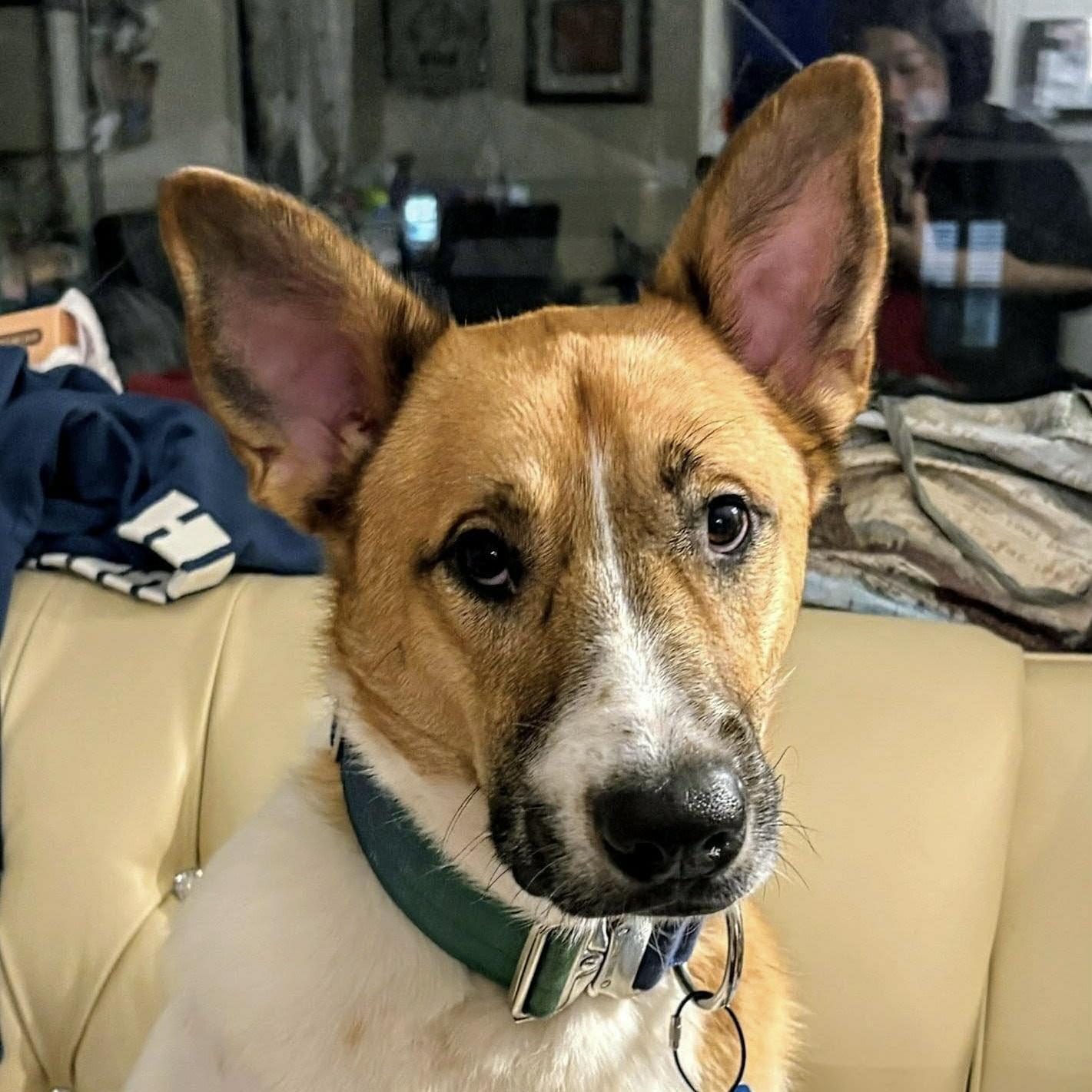 Enlarge Mojo (20241124-02), a Adopted mixed breed in Toronto, ON image 6/6
