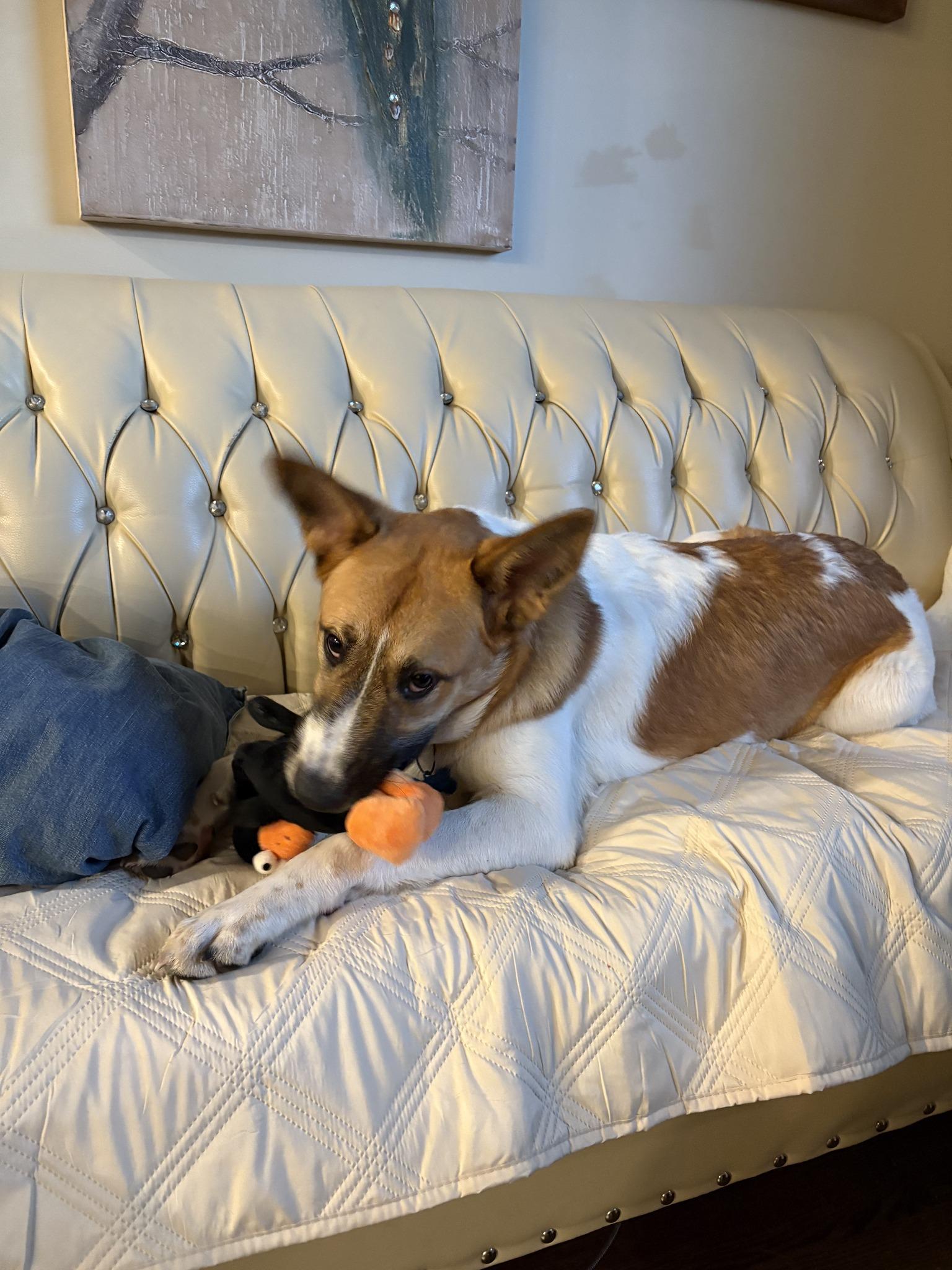 Mojo (20241124-02), an adoptable Husky in Toronto, ON, M5H 2N2 | Photo Image 1