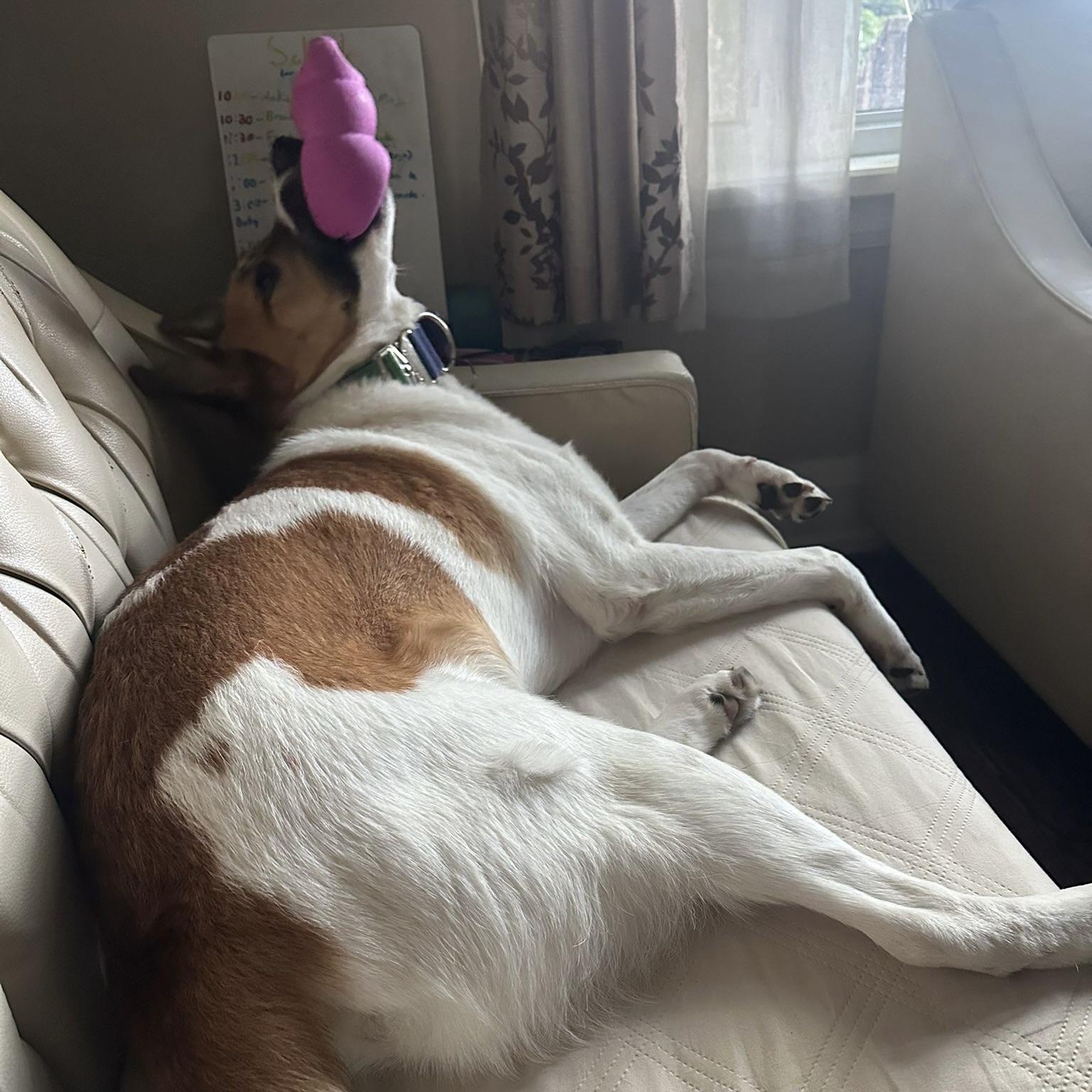 Mojo (20241124-02) — thumbnail 4