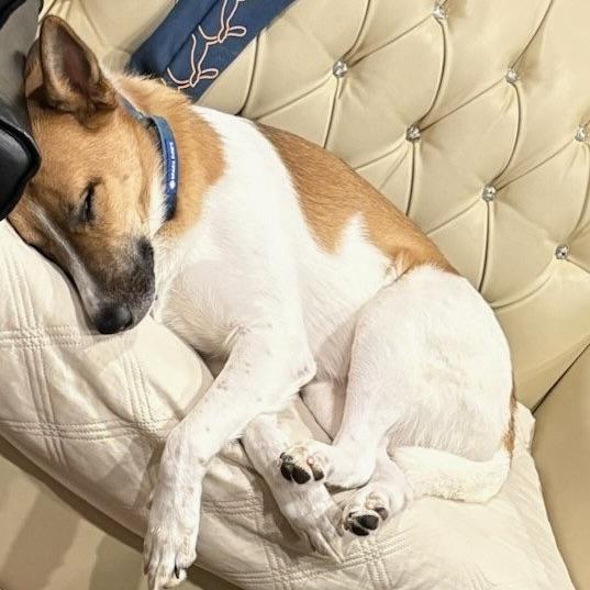 Mojo (20241124-02) — thumbnail 5