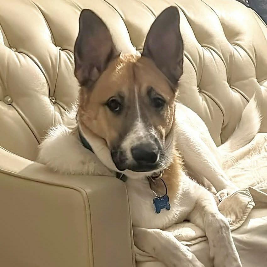 Enlarge Mojo (20241124-02), a Adopted mixed breed in Toronto, ON image 2/6