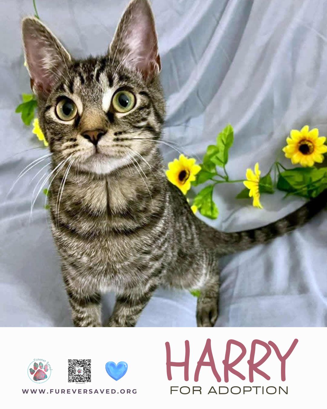 Enlarge Harry, a ADOPTABLE Domestic Short Hair in Miami, FL image 1/5