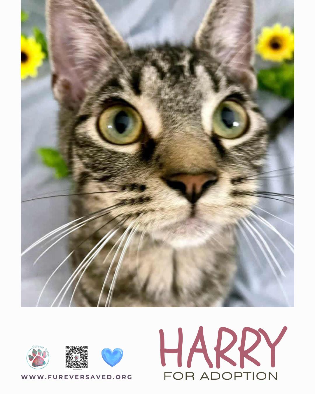 Enlarge Harry, a ADOPTABLE Domestic Short Hair in Miami, FL image 2/5