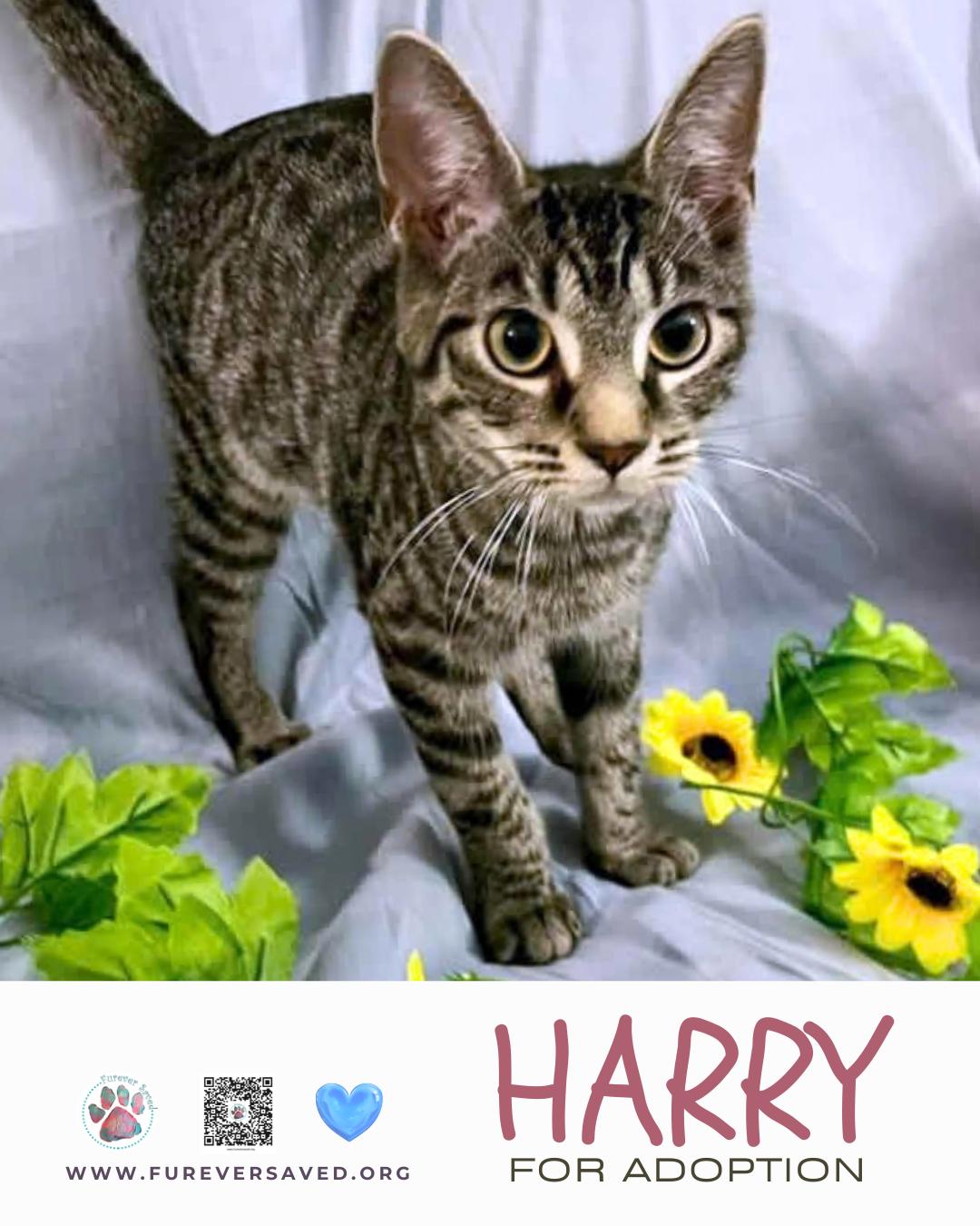 Enlarge Harry, a ADOPTABLE Domestic Short Hair in Miami, FL image 3/5