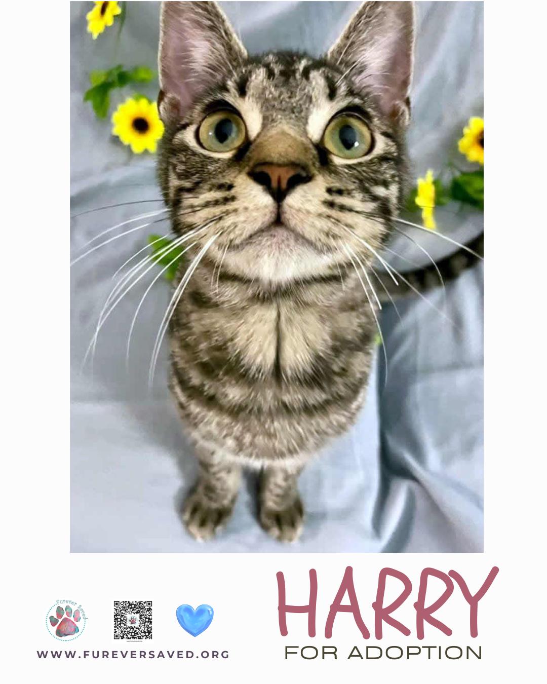 Enlarge Harry, a ADOPTABLE Domestic Short Hair in Miami, FL image 4/5