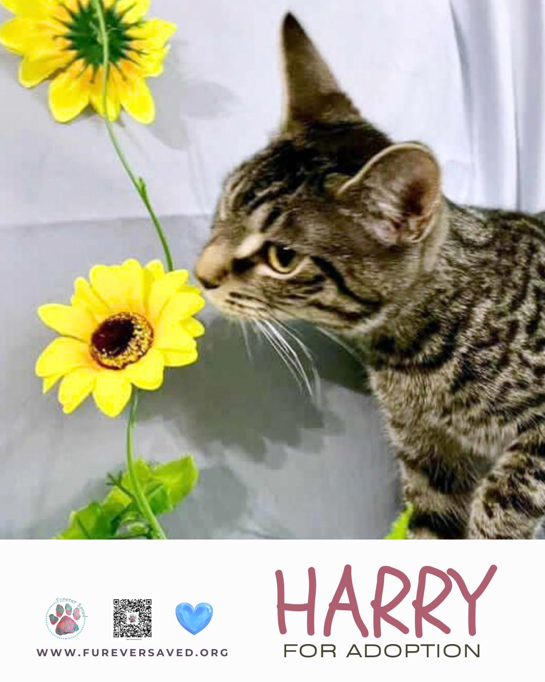 Enlarge Harry, a ADOPTABLE Domestic Short Hair in Miami, FL image 5/5
