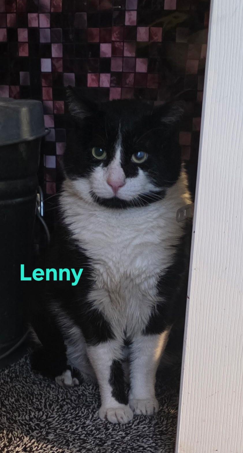 Enlarge Gabs (and Lenny & Goldie), a ADOPTABLE Domestic Short Hair in Jamesville, NY image 3/6