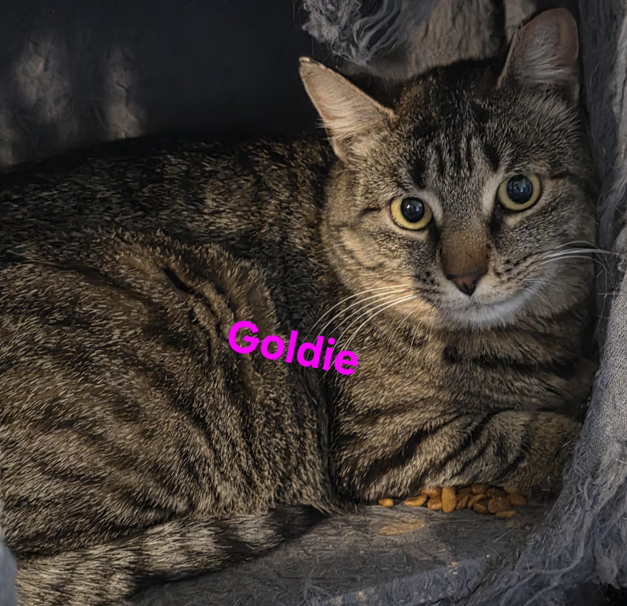 Enlarge Gabs (and Lenny & Goldie), a ADOPTABLE Domestic Short Hair in Jamesville, NY image 4/6