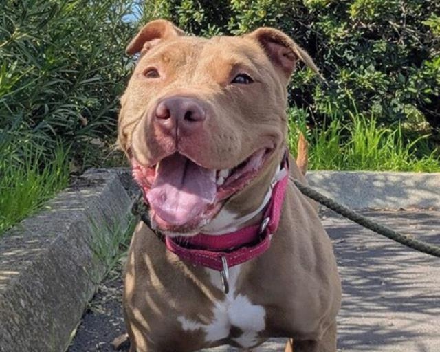 Enlarge CINNAMON, a Adoptable Pit Bull Terrier in Martinez, CA image 2/2