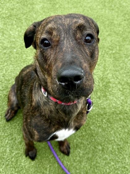 Enlarge Nutella, a Adoptable mixed breed in Wichita, KS image 2/3