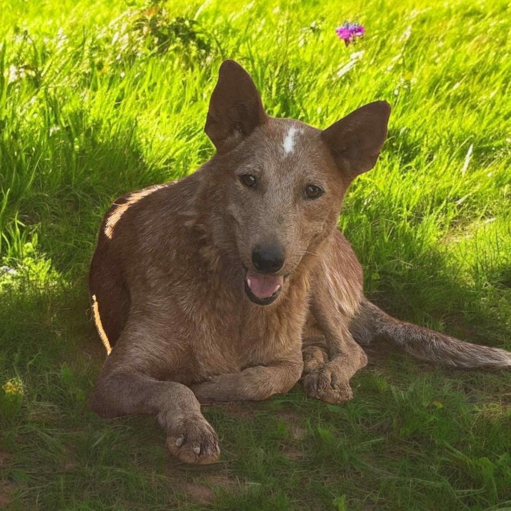 Enlarge Red, a Adoptable Cattle Dog in Phoenix, AZ image 1/1