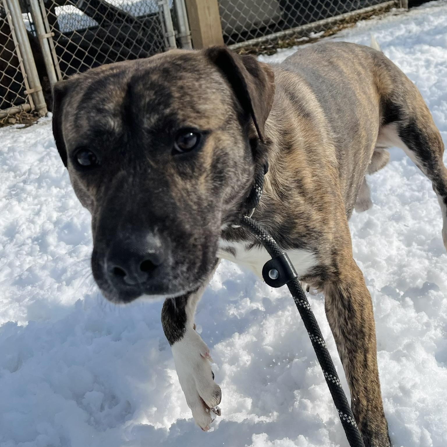 Hushpuppy Hank, a ADOPTABLE Mixed Breed in Martinsville, VA image 2/6