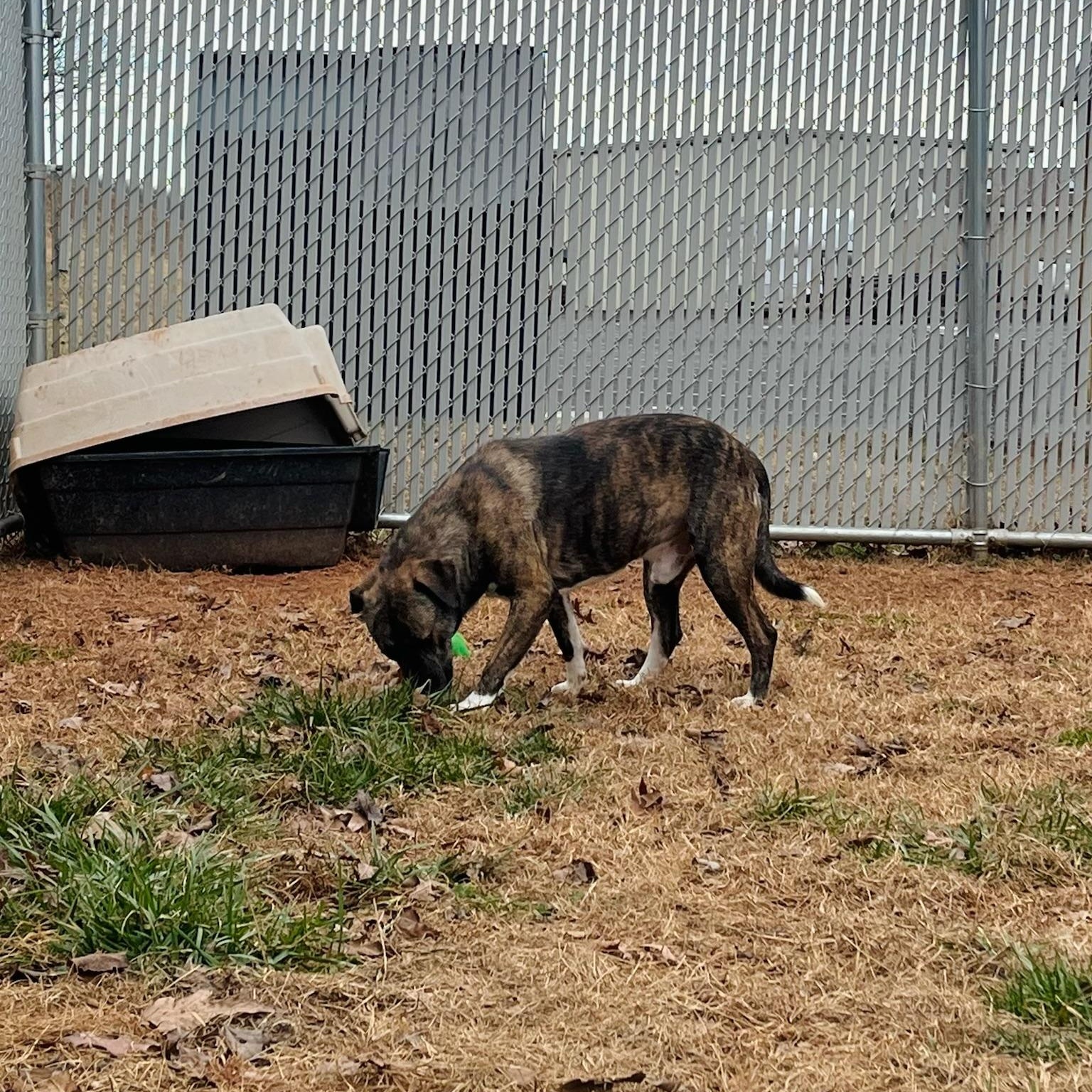 Hushpuppy Hank, a ADOPTABLE Mixed Breed in Martinsville, VA image 5/6
