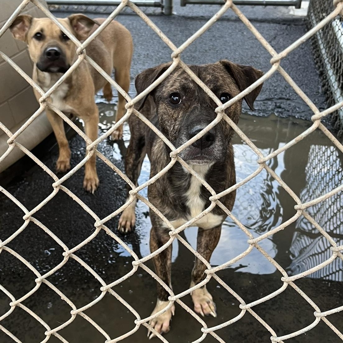 Hushpuppy Hank, a ADOPTABLE Mixed Breed in Martinsville, VA image 6/6