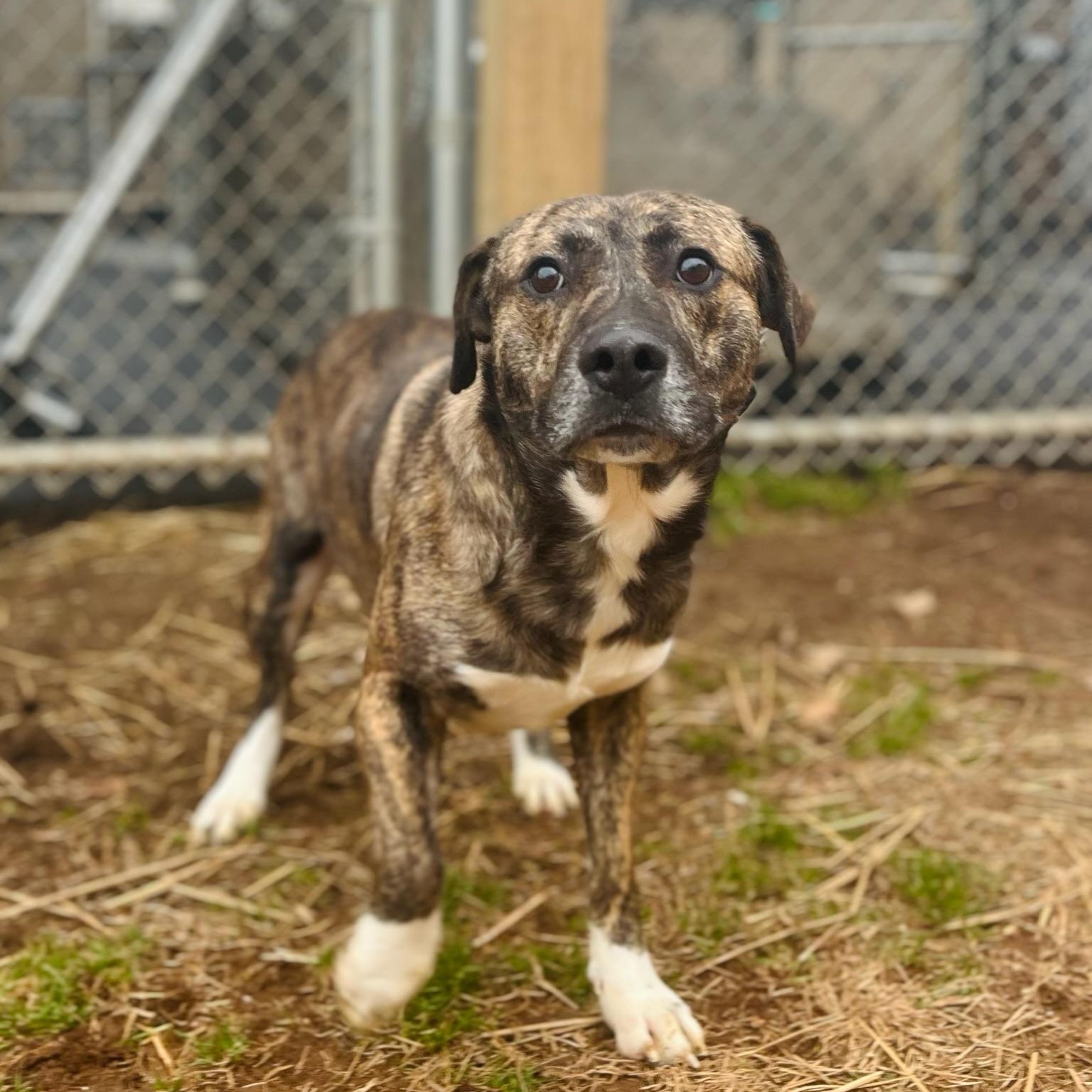 Hushpuppy Hank, a ADOPTABLE Mixed Breed in Martinsville, VA image 1/6