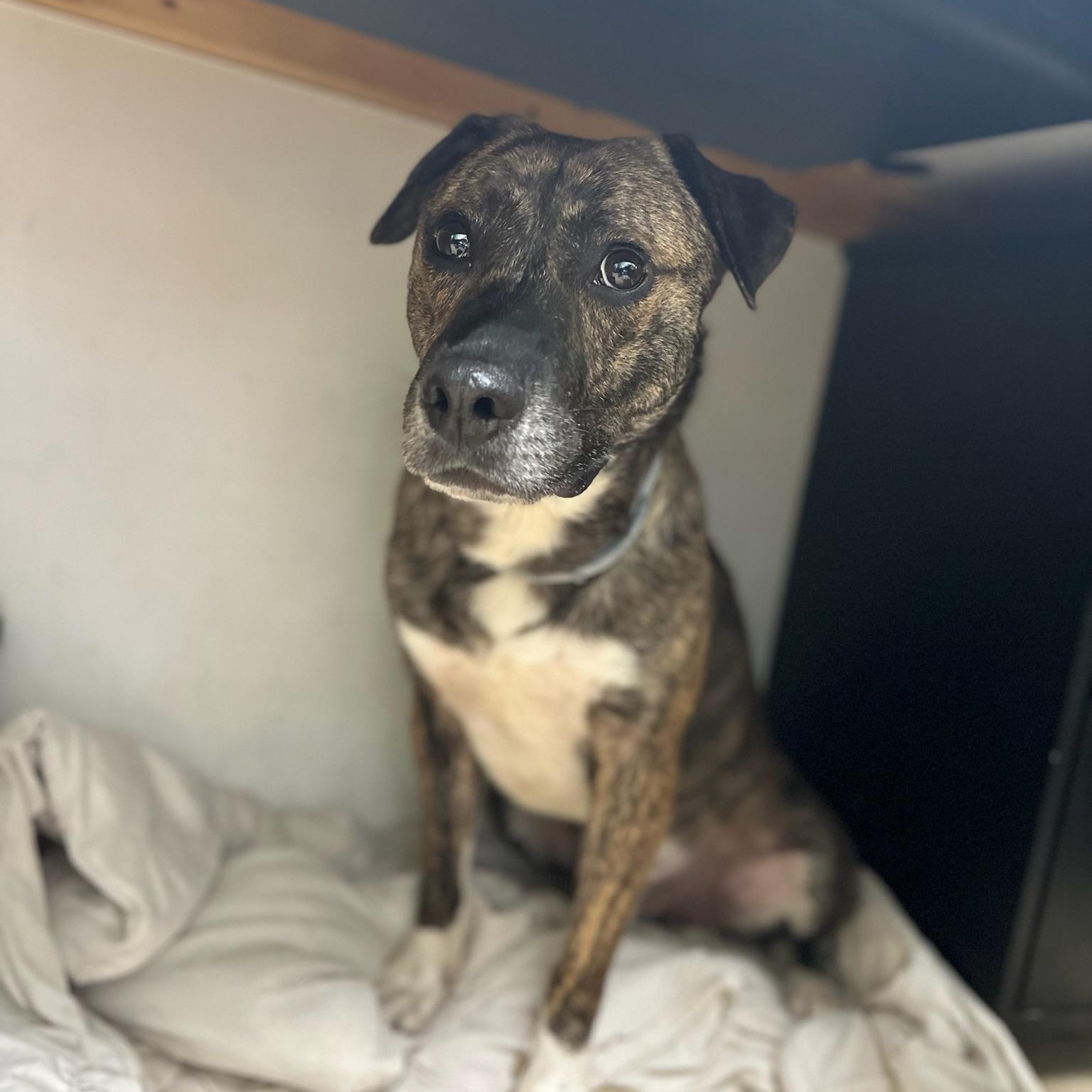 Hushpuppy Hank, a ADOPTABLE Mixed Breed in Martinsville, VA image 3/6