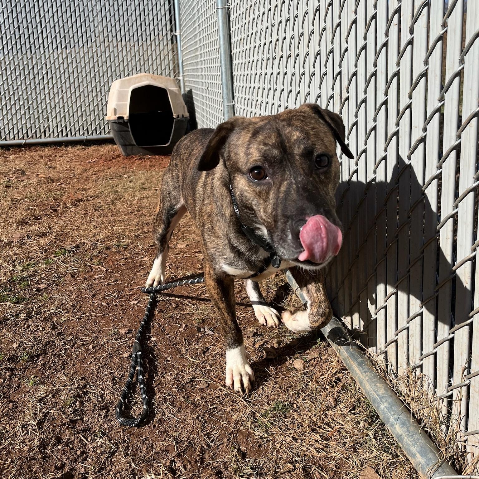 Hushpuppy Hank, a ADOPTABLE Mixed Breed in Martinsville, VA image 4/6