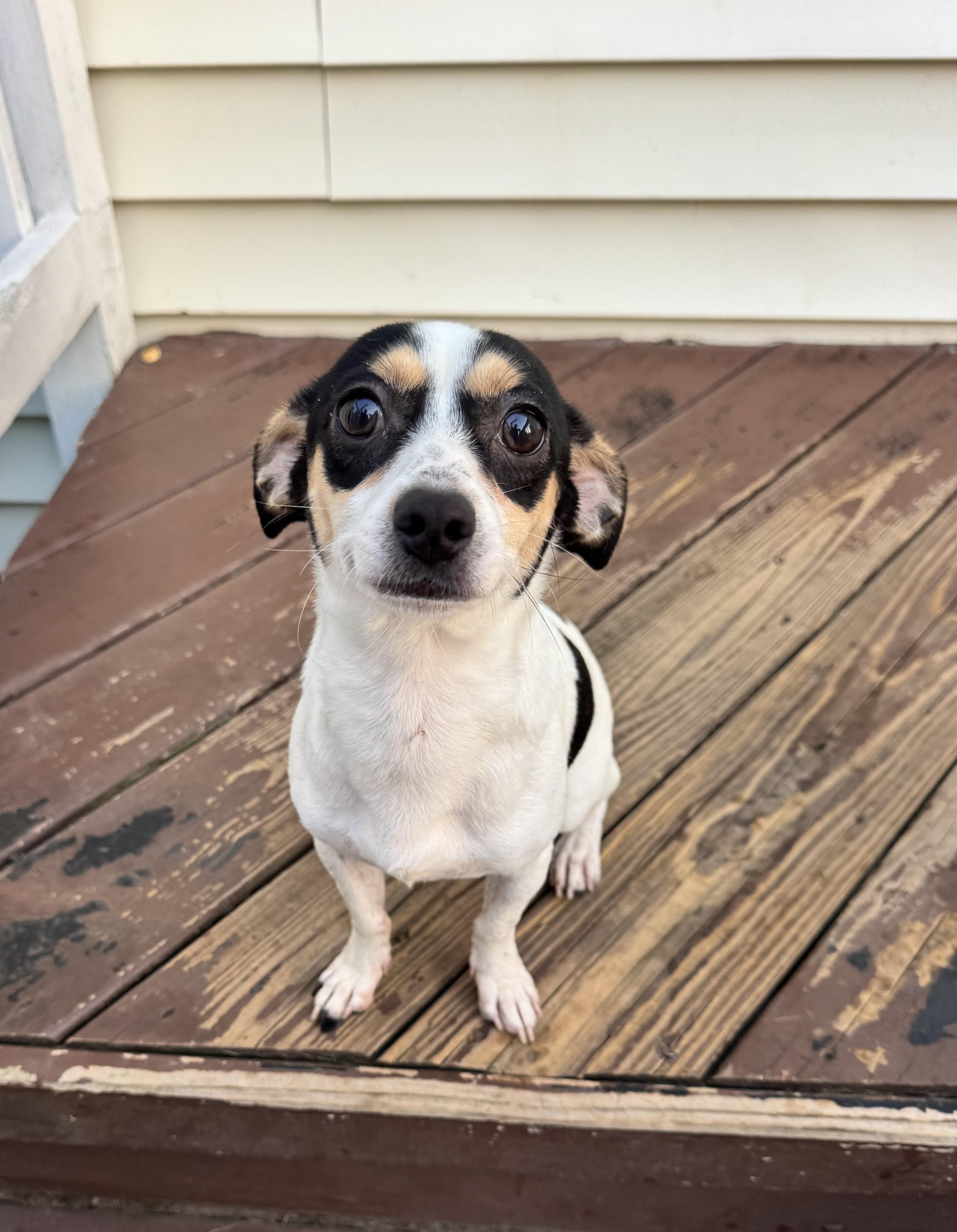 Aloki, a Adoptable mixed breed in Gainesville, VA image 6/6