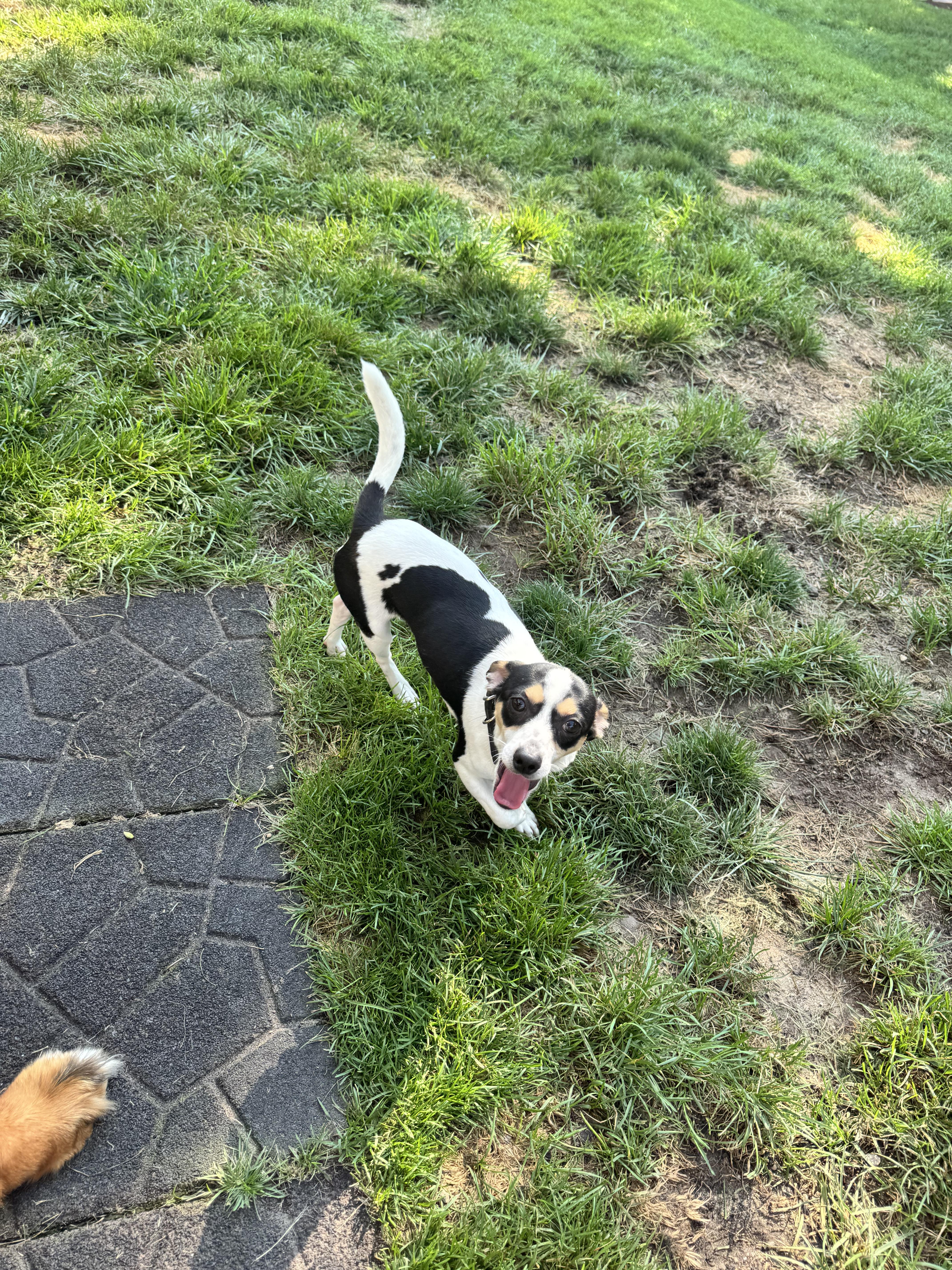 Aloki, a Adoptable mixed breed in Gainesville, VA image 5/6