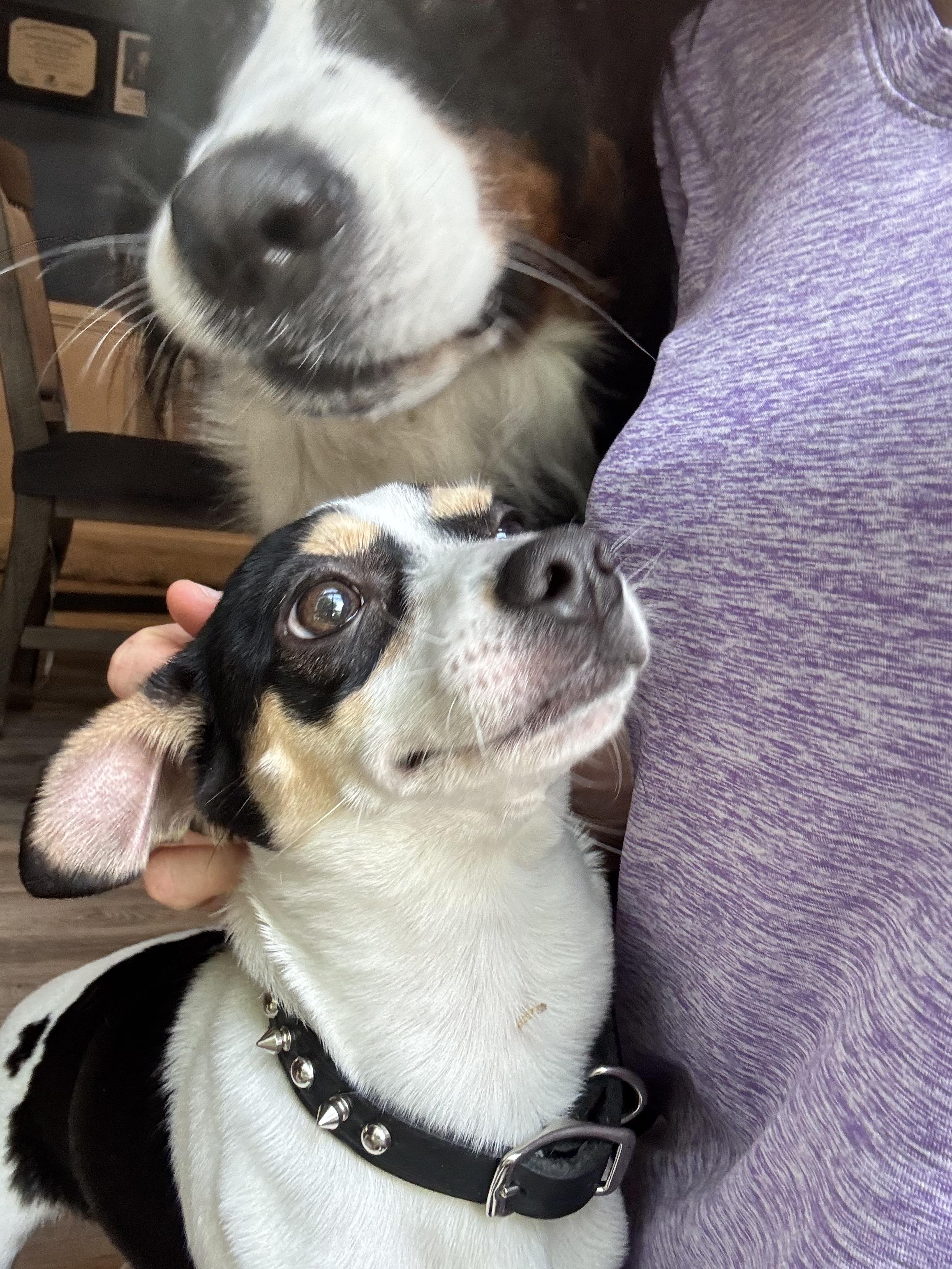 Aloki, a Adoptable mixed breed in Gainesville, VA image 3/6