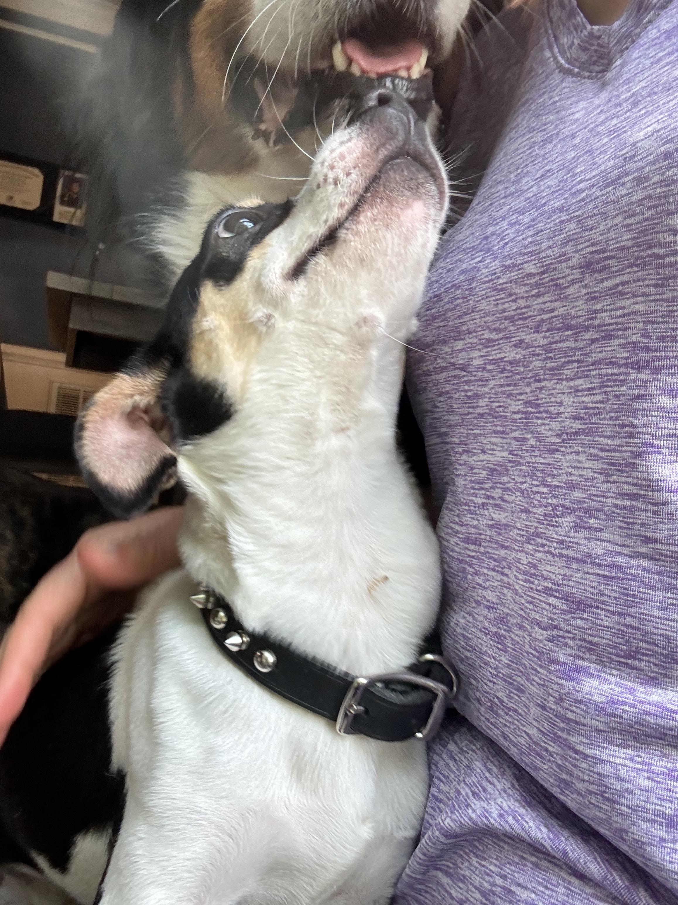 Aloki, a Adoptable mixed breed in Gainesville, VA image 2/6