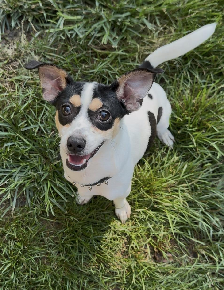 Aloki, a Adoptable mixed breed in Gainesville, VA image 4/6