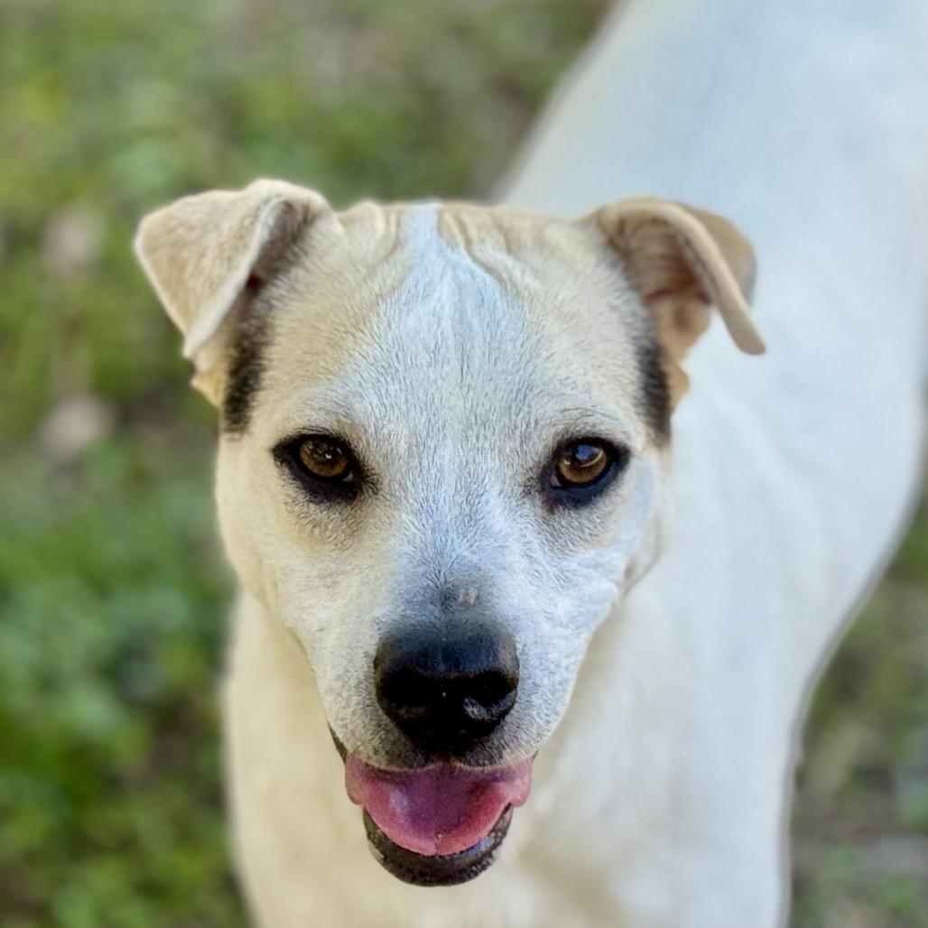 Enlarge Titus, a Adoptable mixed breed in Austin, TX image 1/6