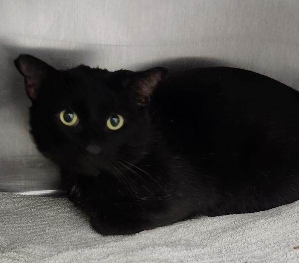 Enlarge Lowes, a Adoptable mixed breed in Silverdale, WA image 1/2