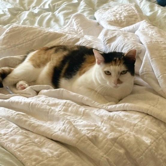 Josie, Adoptable, Adult Female Domestic Short Hair.