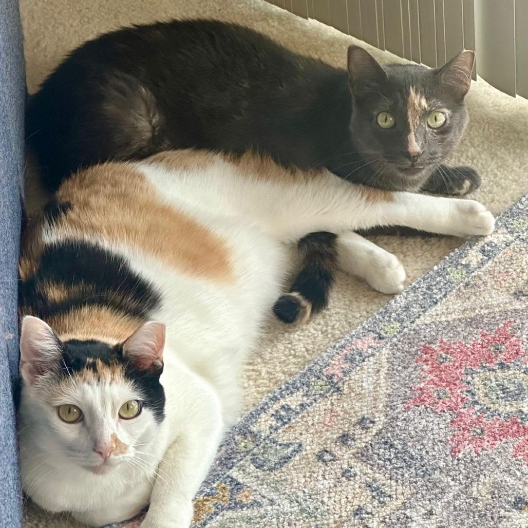 Josie, Adoptable, Adult Female Domestic Short Hair.