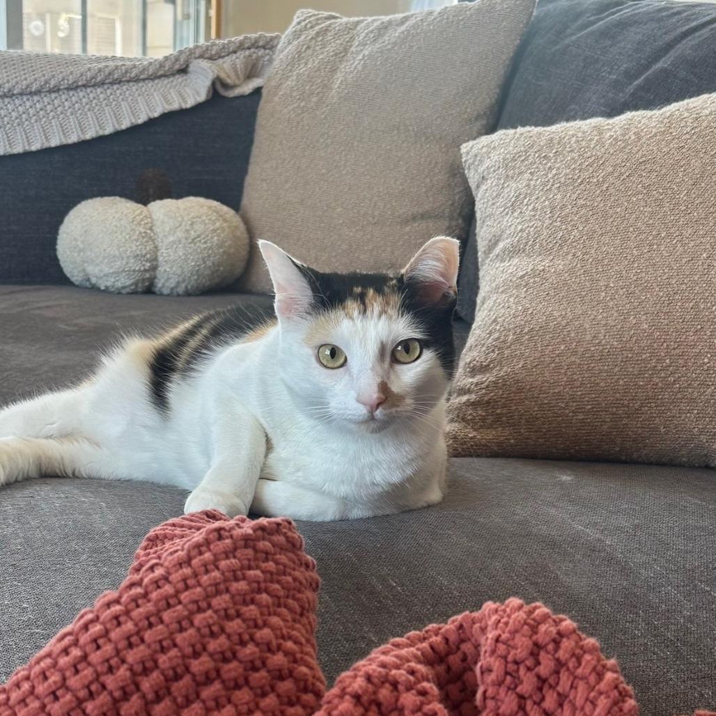 Josie, a Adoptable Domestic Short Hair in PITTSBURGH, PA image 3/4