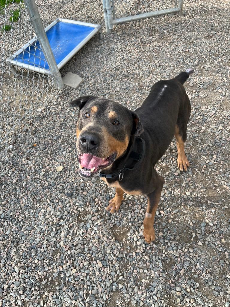Enlarge Beefcake, a Adoptable mixed breed in Virginia, MN image 2/3