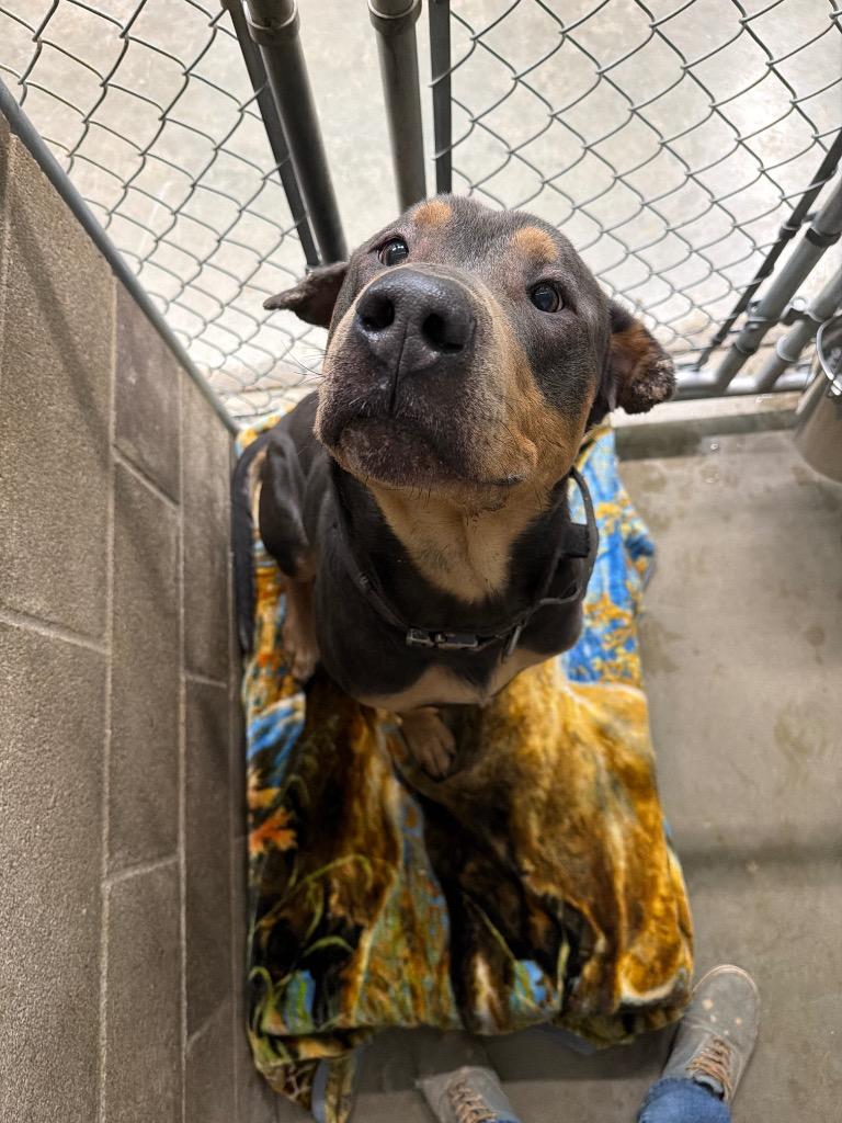 Enlarge Beefcake, a Adoptable mixed breed in Virginia, MN image 1/1