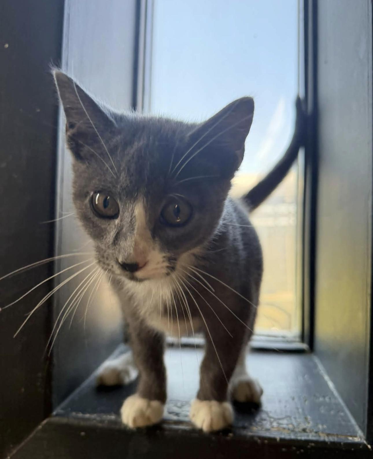 Enlarge Girl, a Adoptable Domestic Short Hair in Vicksburg, MS image 1/1