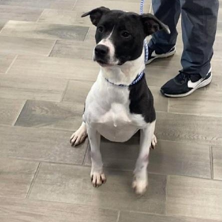 Buffy, ADOPTABLE, Adult Female American Bulldog.