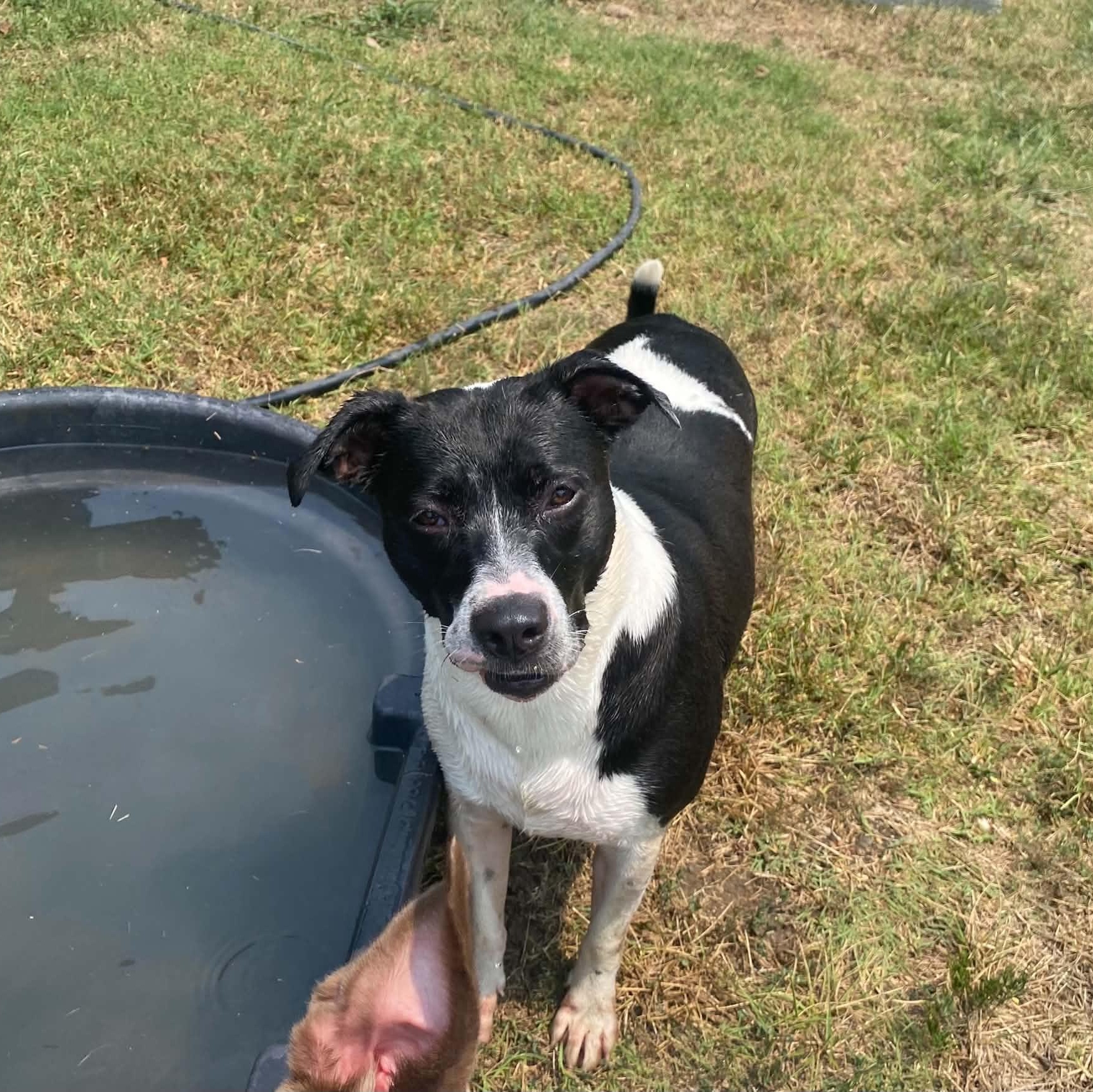 Enlarge Buffy, a Adoptable mixed breed in Nevada, MO image 1/2