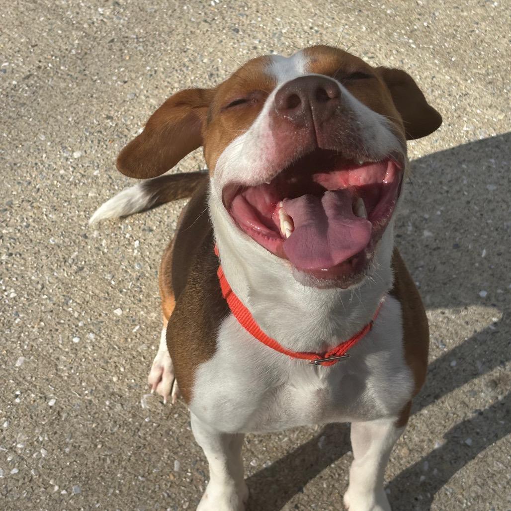 Baby, Adoptable, Young Female Pit Bull Terrier & American Foxhound.