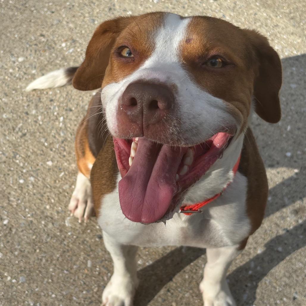 Enlarge Baby, a Adoptable mixed breed in Baltimore, MD image 2/5