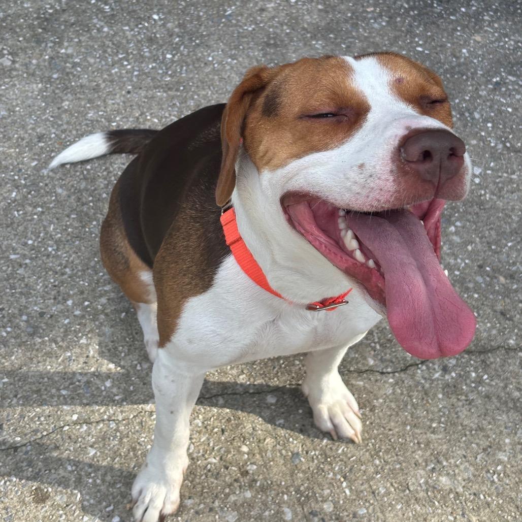 Enlarge Baby, a Adoptable mixed breed in Baltimore, MD image 3/5