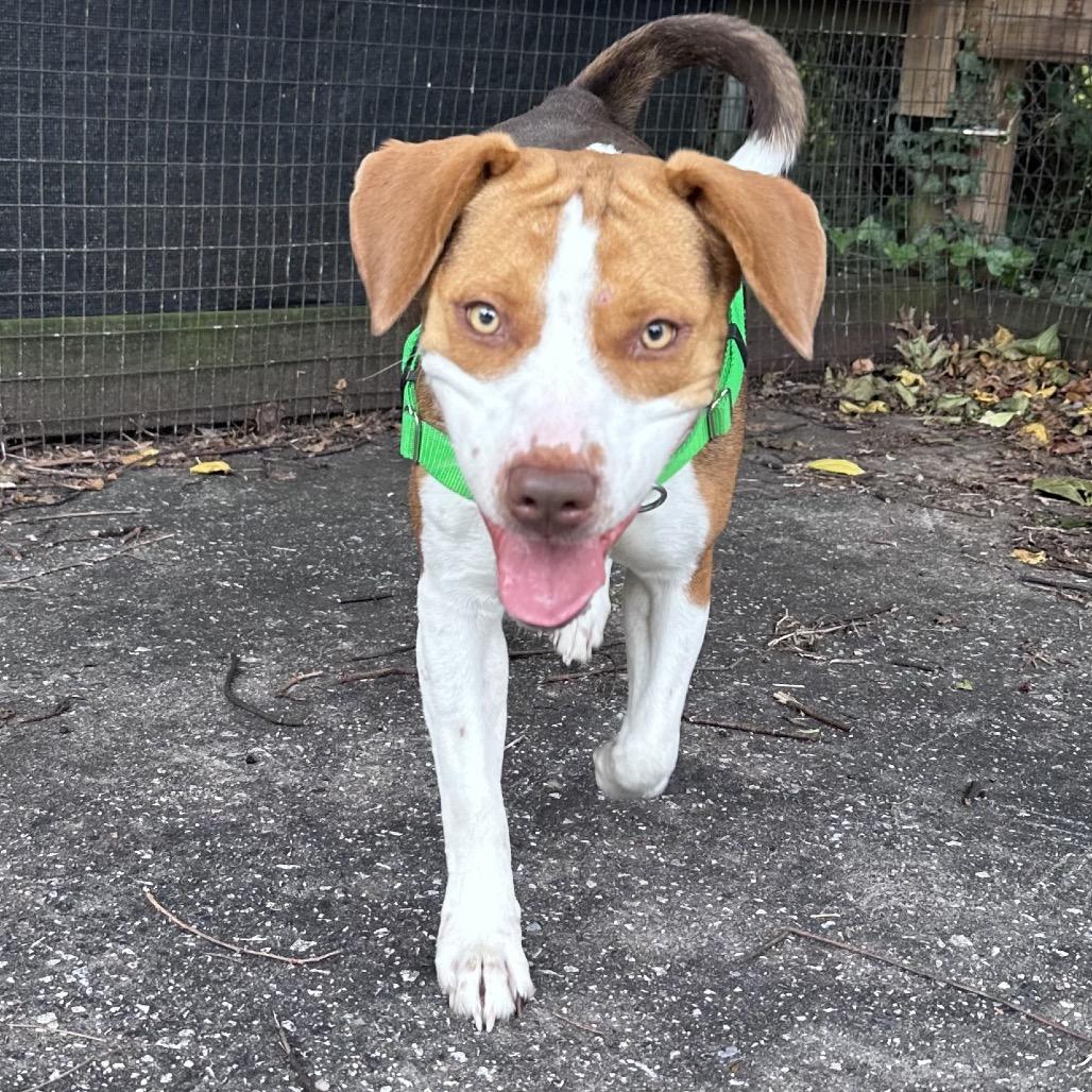 Enlarge Baby, a Adoptable mixed breed in Baltimore, MD image 4/5