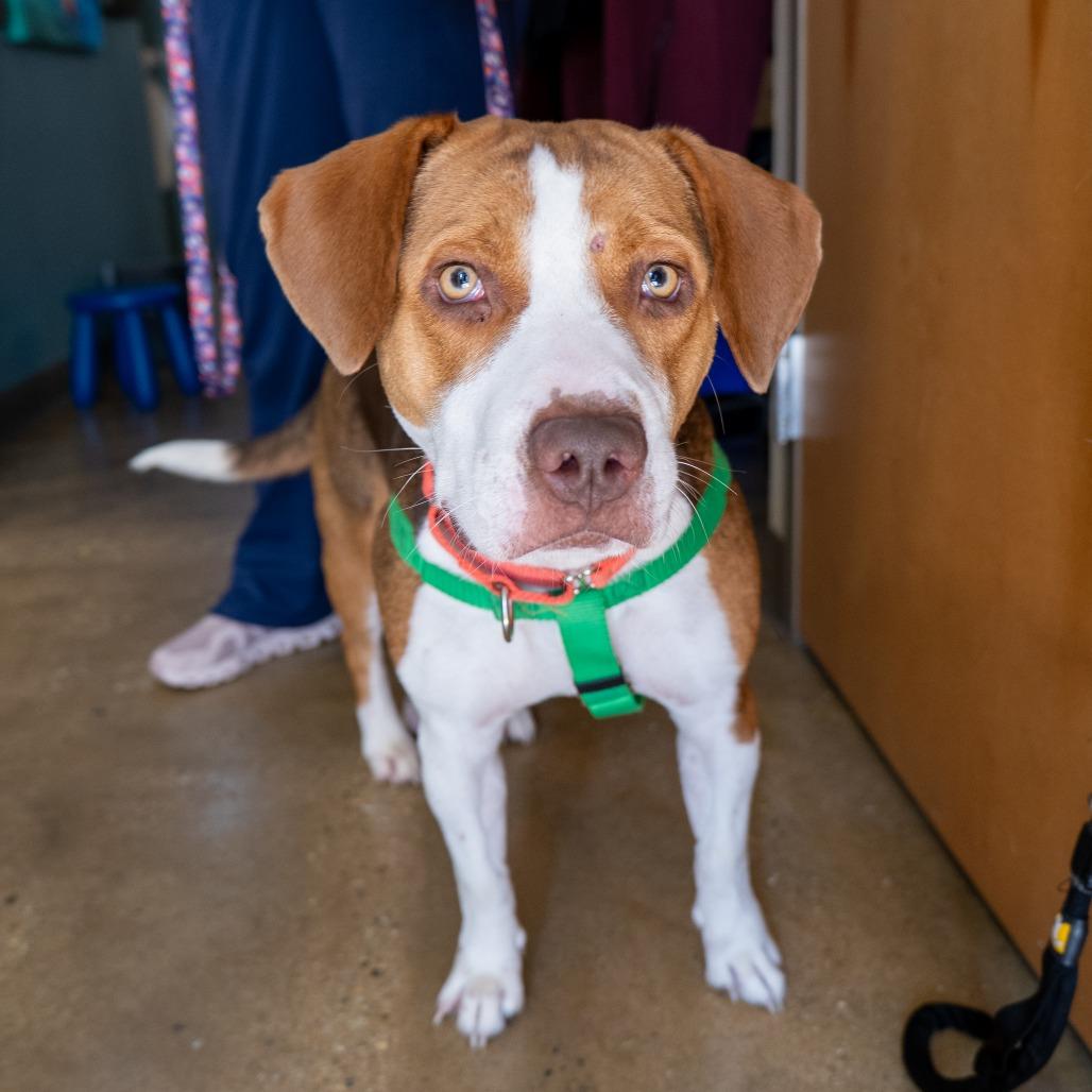 Enlarge Baby, a Adoptable mixed breed in Baltimore, MD image 5/5