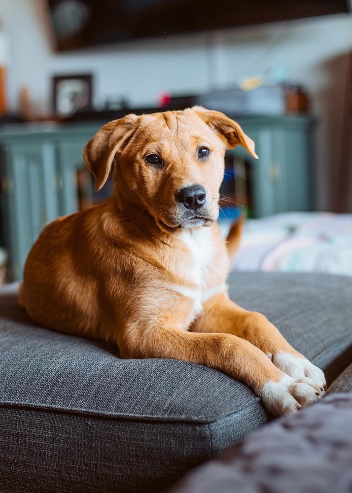 Dani, a Adoptable mixed breed in Bend, OR image 1/5