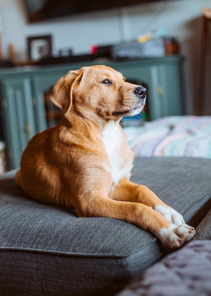 Dani, a Adoptable mixed breed in Bend, OR image 2/5