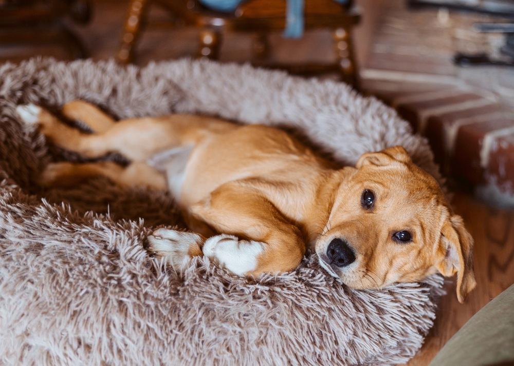 Dani, a Adoptable mixed breed in Bend, OR image 3/5