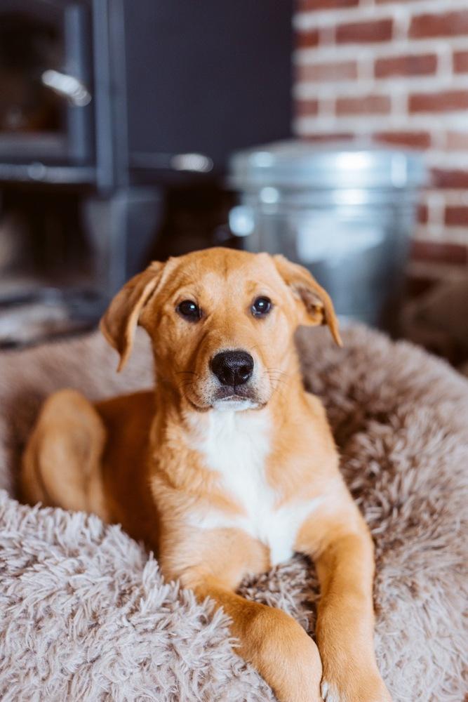 Dani, a Adoptable mixed breed in Bend, OR image 4/5