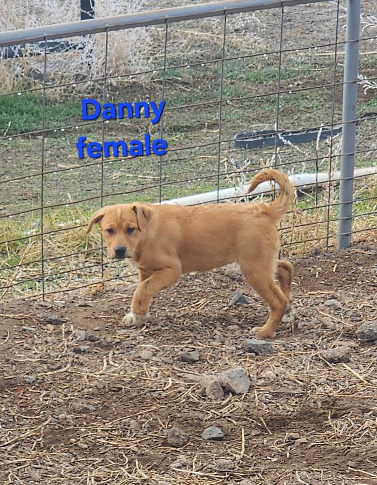 Dani, a Adoptable mixed breed in Bend, OR image 5/5