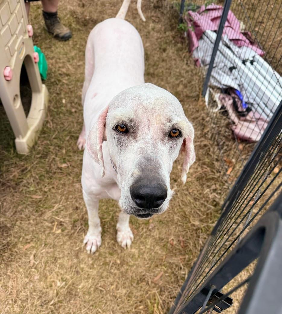 GANDALF-Transport available to VT, CT, and PA